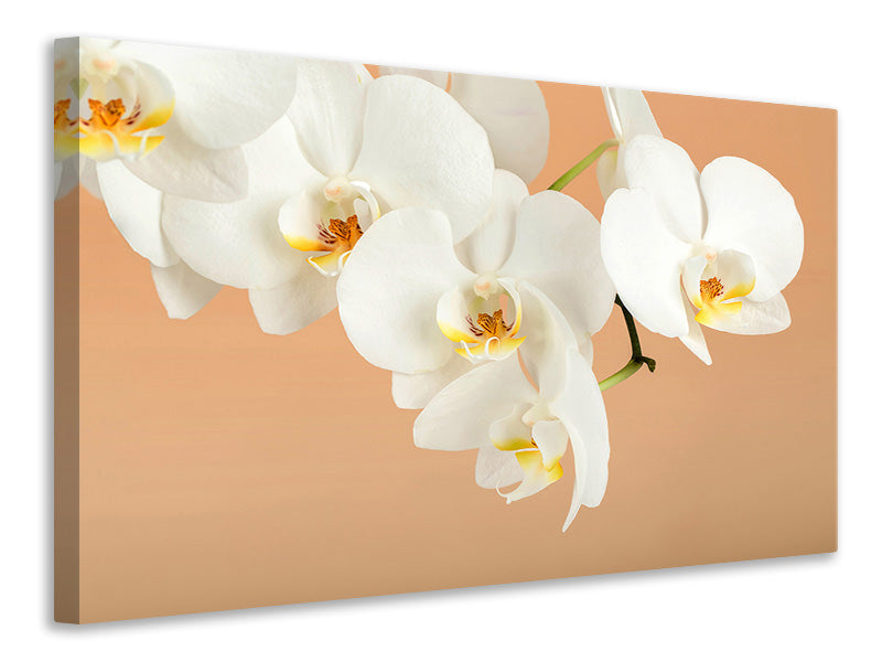 Leinwandbild Weisse Orchideenblüten