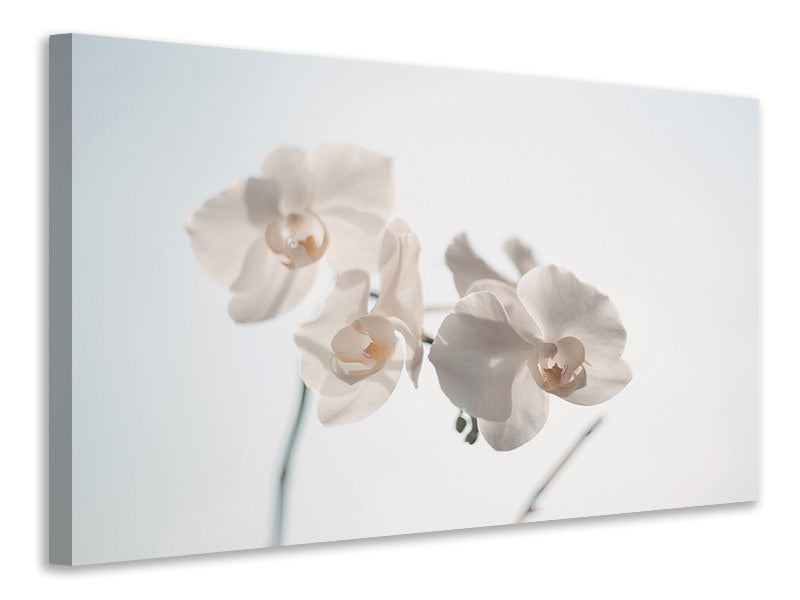 Leinwandbild Anmutige Orchideen