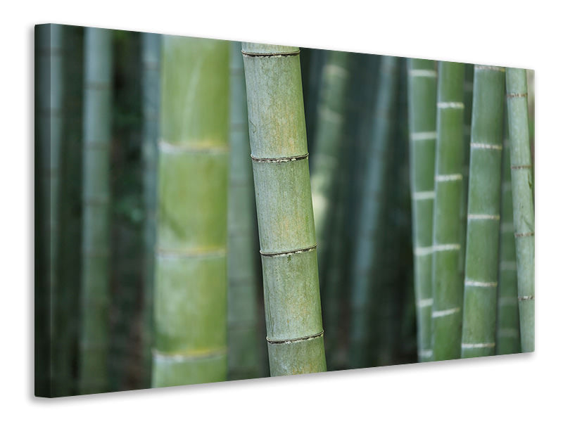 Leinwandbild Bambus in XXL