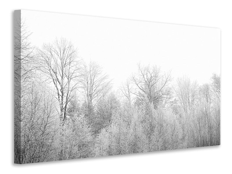 Leinwandbild Birken im Schnee