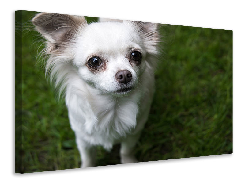 Leinwandbild Chihuahua Blick