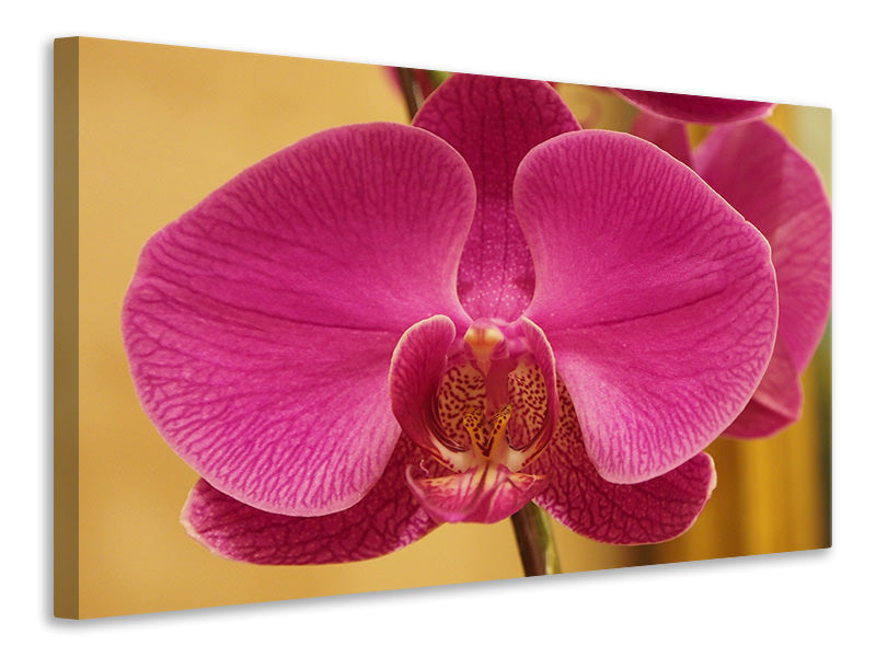 Leinwandbild Close up Orchidee in pink