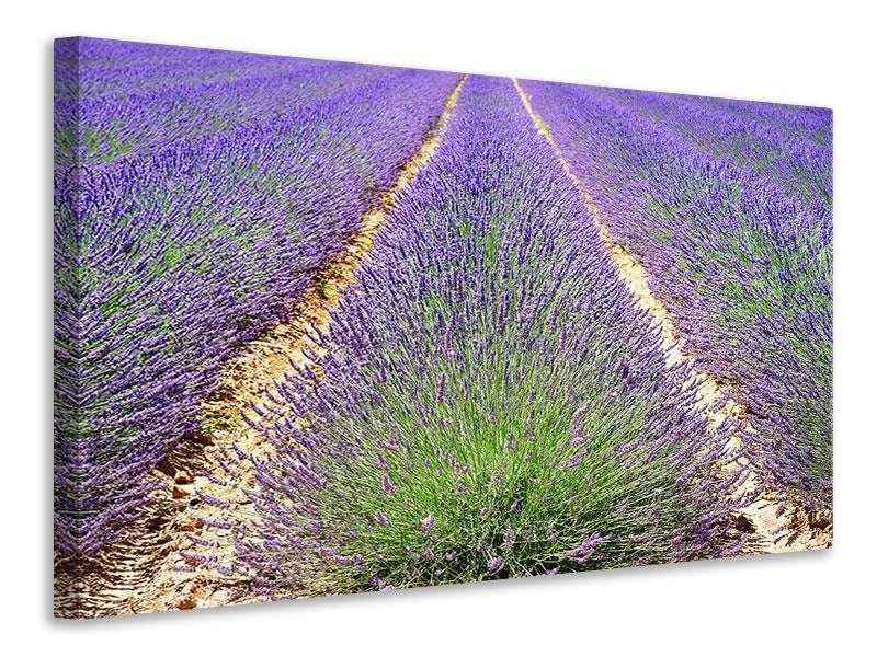 Leinwandbild Das Lavendel Feld