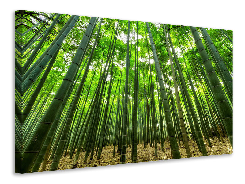 Leinwandbild Der Bambuswald