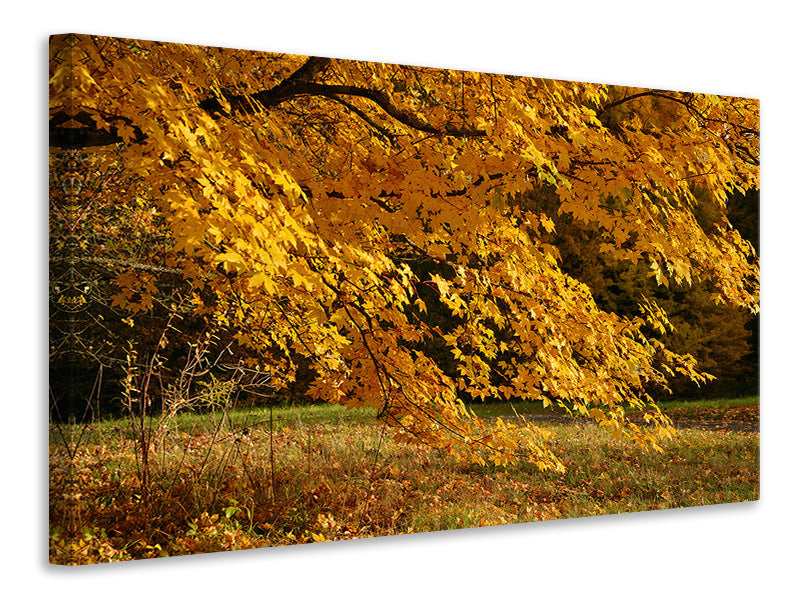 Leinwandbild Der prächtige Herbstbaum