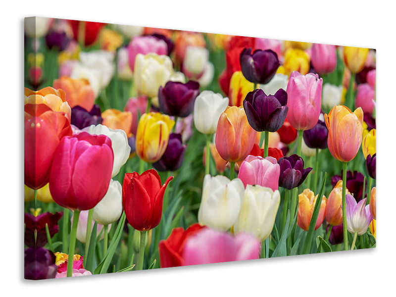 Leinwandbild Die Farben der Tulpen