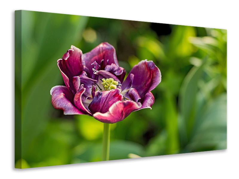 Leinwandbild Dunkle Tulpe in der Natur