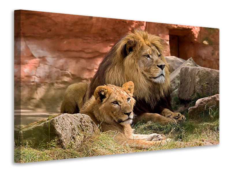 Leinwandbild Ein Löwen Paar