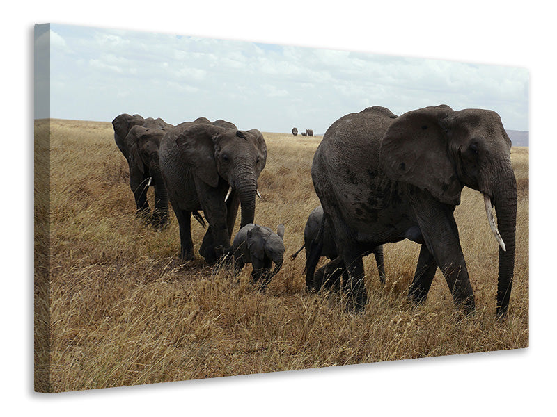 Leinwandbild Elefanten Familie