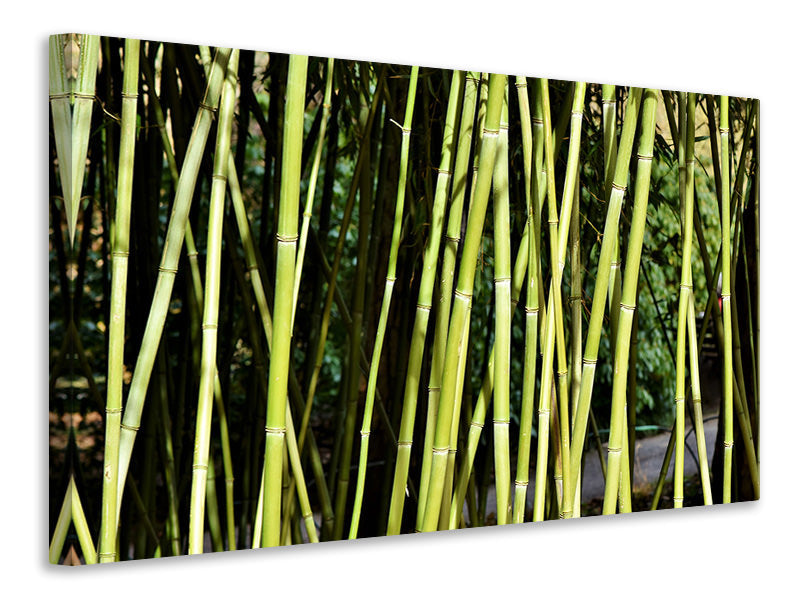 Leinwandbild Frischer Bambus