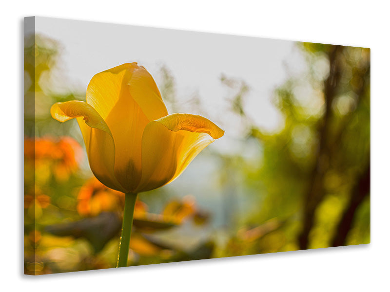 Leinwandbild Gelbe Tulpe in der Natur
