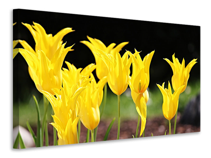 Leinwandbild Gelbe Tulpen in der Natur