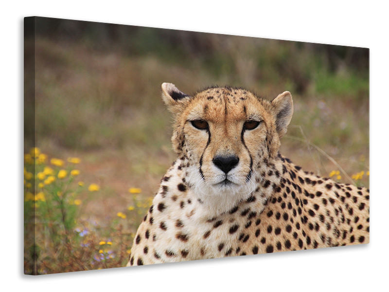 Leinwandbild Gepard XL