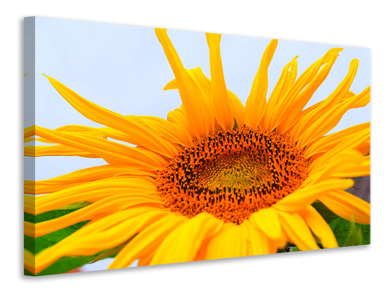 Leinwandbild Grosse Sonnenblume