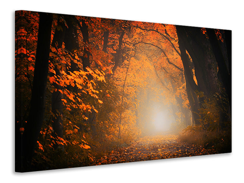 Leinwandbild Herbstlicht im Wald