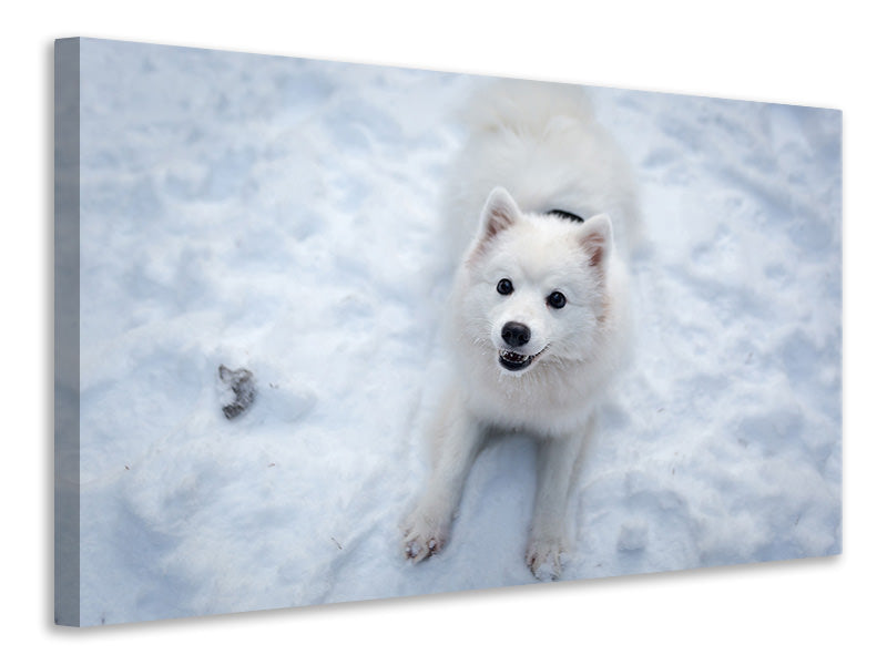 Leinwandbild Hunde Freude im Schnee