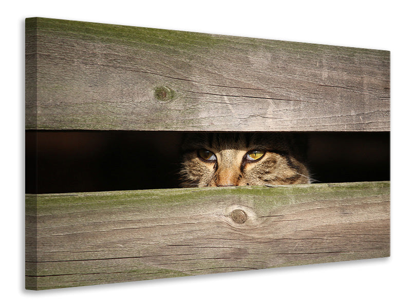 Leinwandbild Katze im Versteck