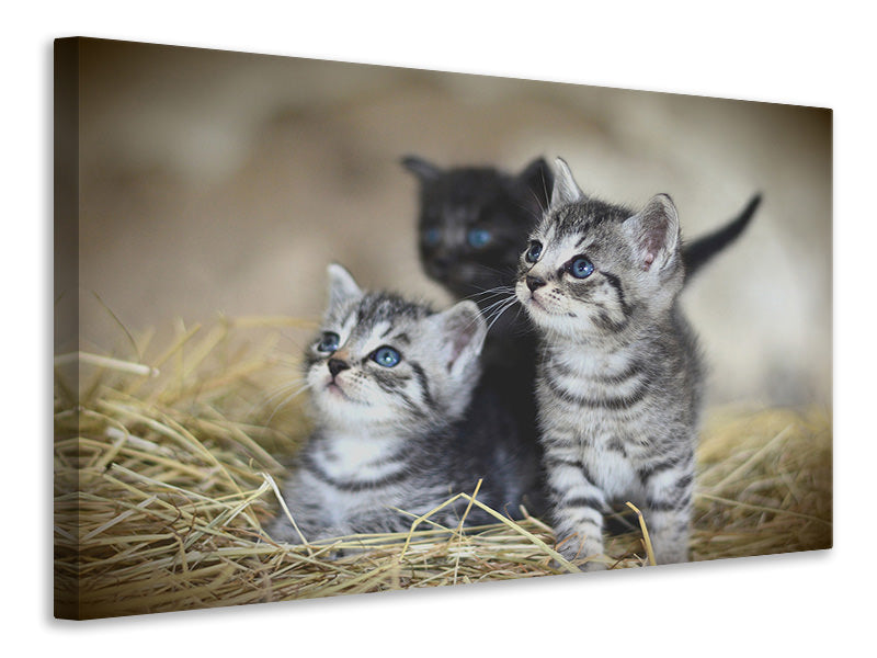 Leinwandbild Kitten Trio