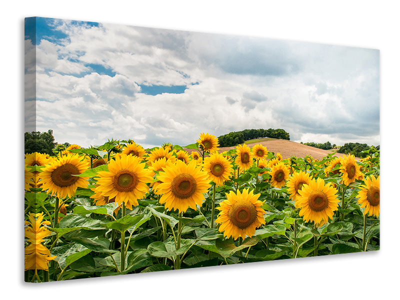 Leinwandbild Landschaft mit Sonnenblumen