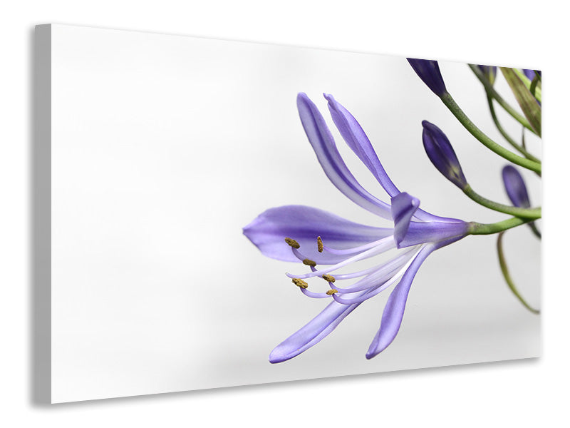 Leinwandbild Lilien Blüte in lila