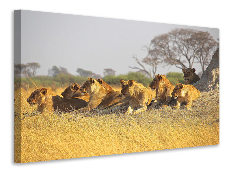 Leinwandbild Löwen Familie
