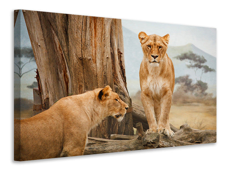 Leinwandbild Löwen in Afrika