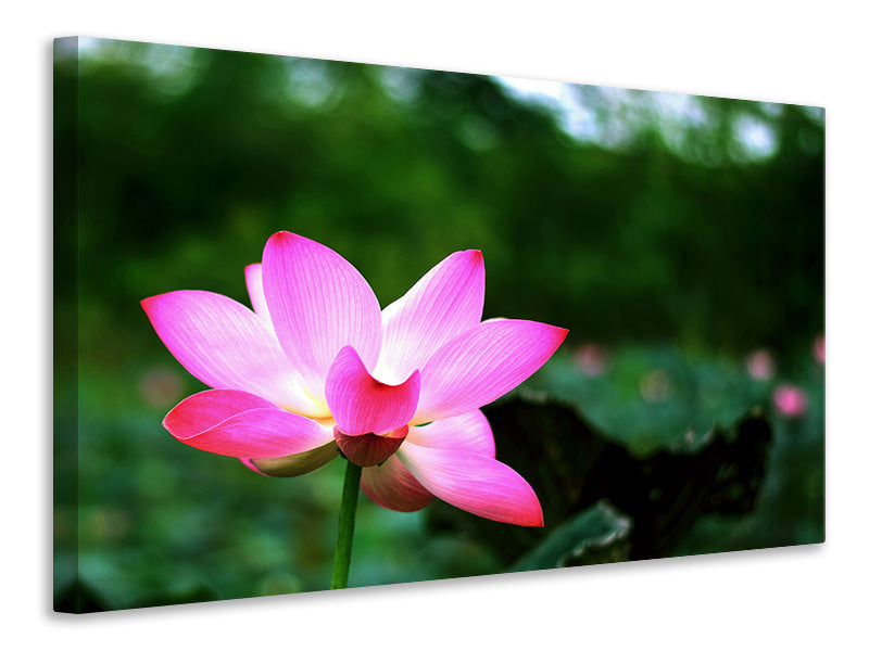 Leinwandbild Lotus in der Natur