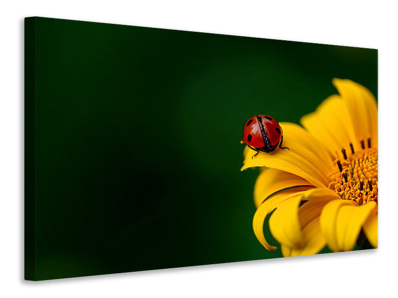 Leinwandbild Marienkäfer auf der Sonnenblume