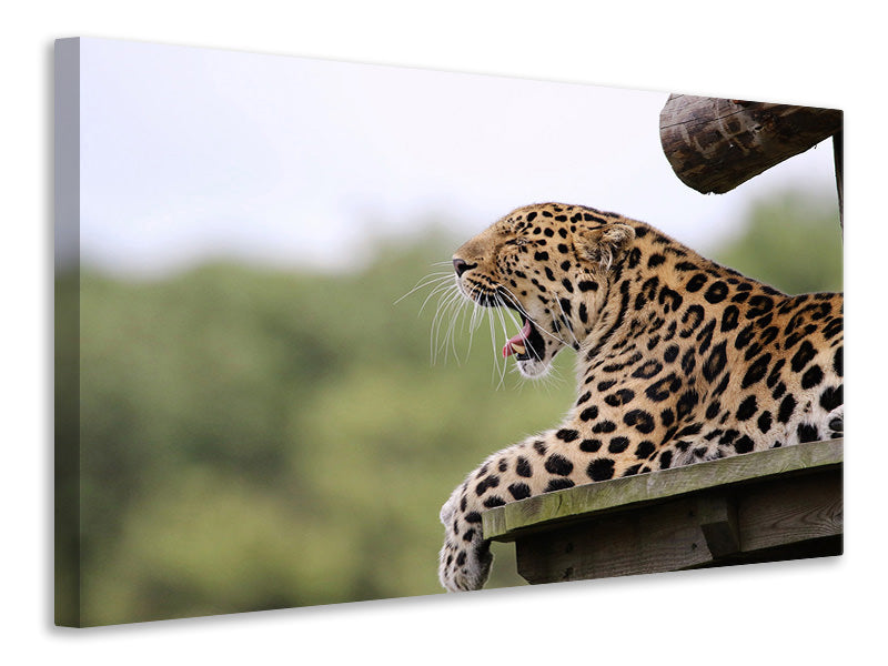 Leinwandbild Müder Leopard
