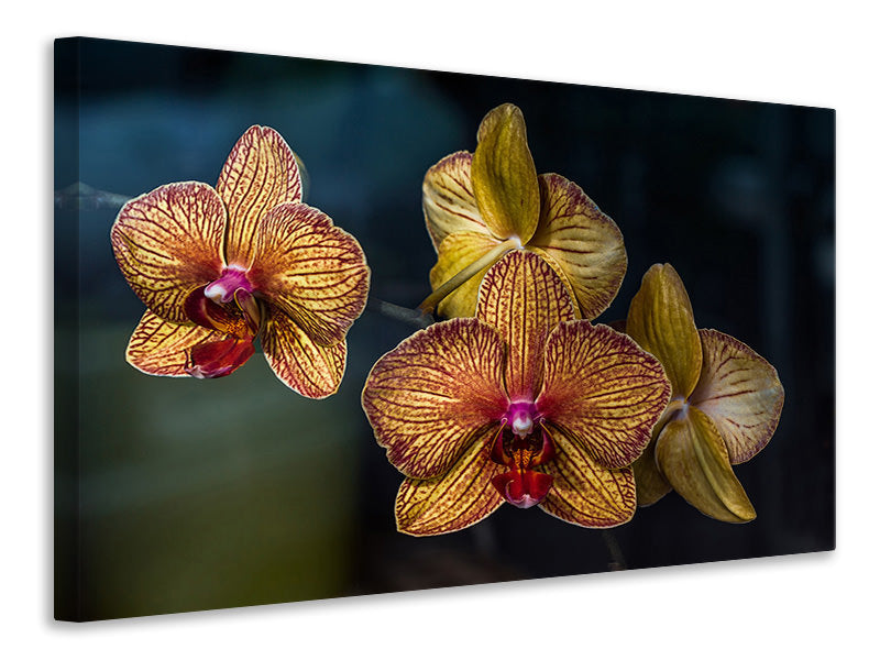 Leinwandbild Orchidaceae