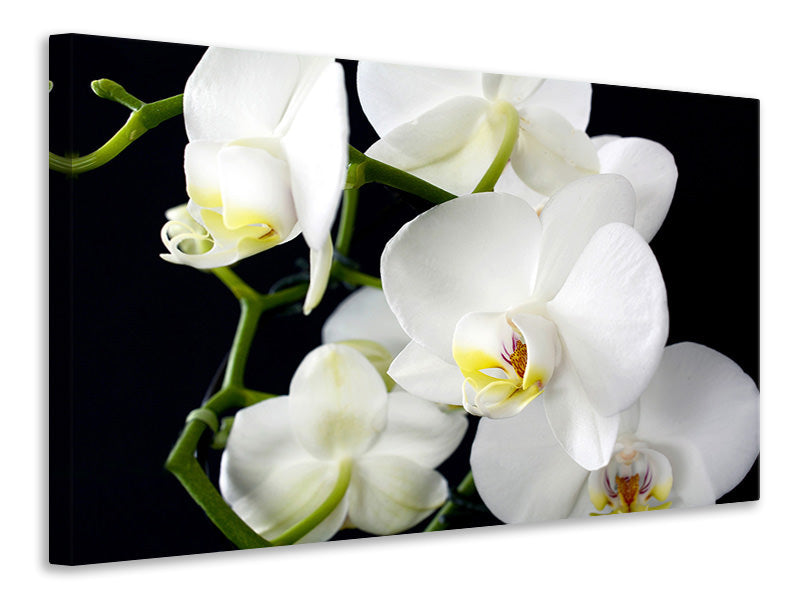 Leinwandbild Orchidee Close up