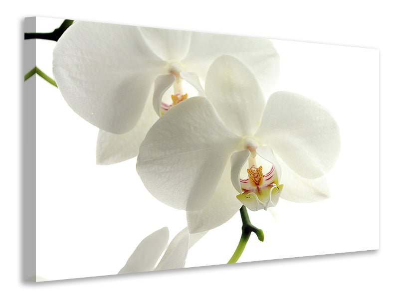 Leinwandbild Orchideen Blüte