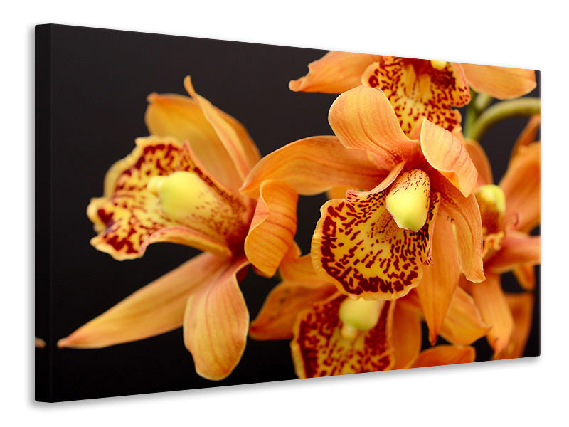 Leinwandbild Orchideen mit orangen Blüten