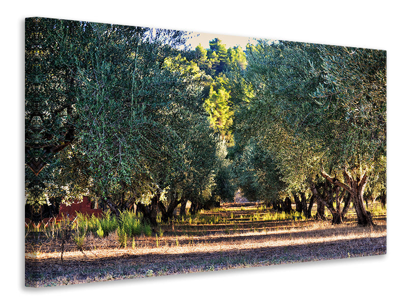 Leinwandbild Prächtige Olivenbäume