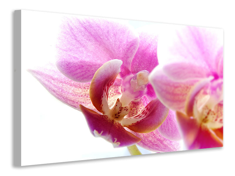 Leinwandbild Prächtige Phalaenopsis