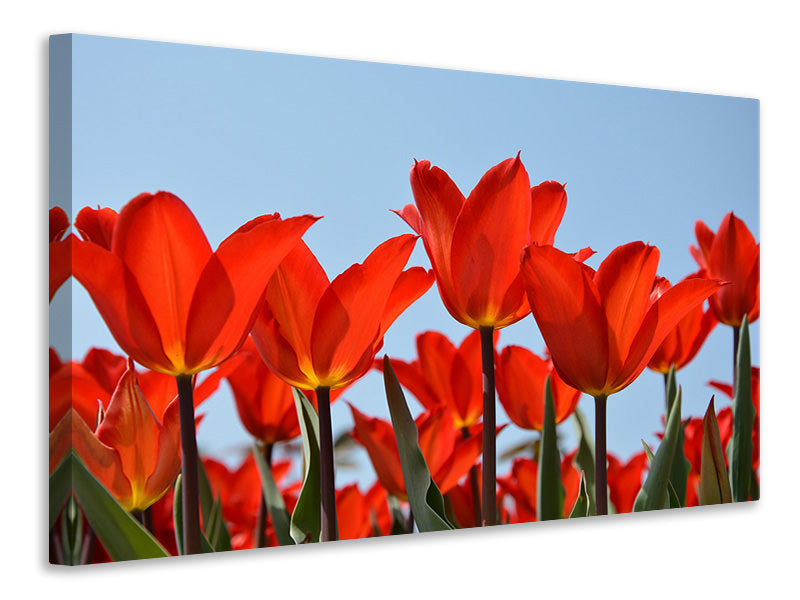 Leinwandbild Rote Tulpen XL