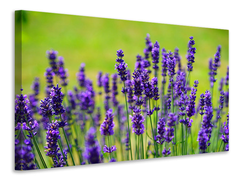 Leinwandbild Schöner Lavendel