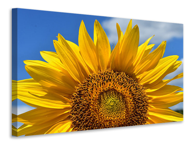 Leinwandbild Sonnenblume in XXL