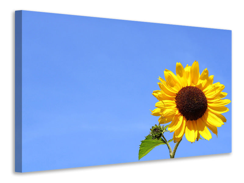 Leinwandbild Sonnenblume mit blauem Himmel