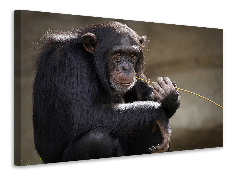 Leinwandbild Süsser Schimpanse