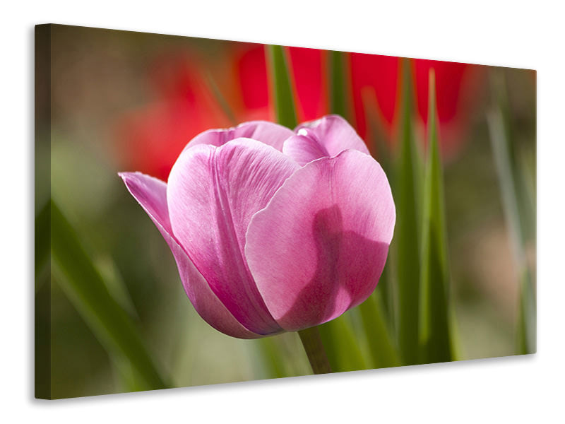 Leinwandbild Tulpe pretty in pink
