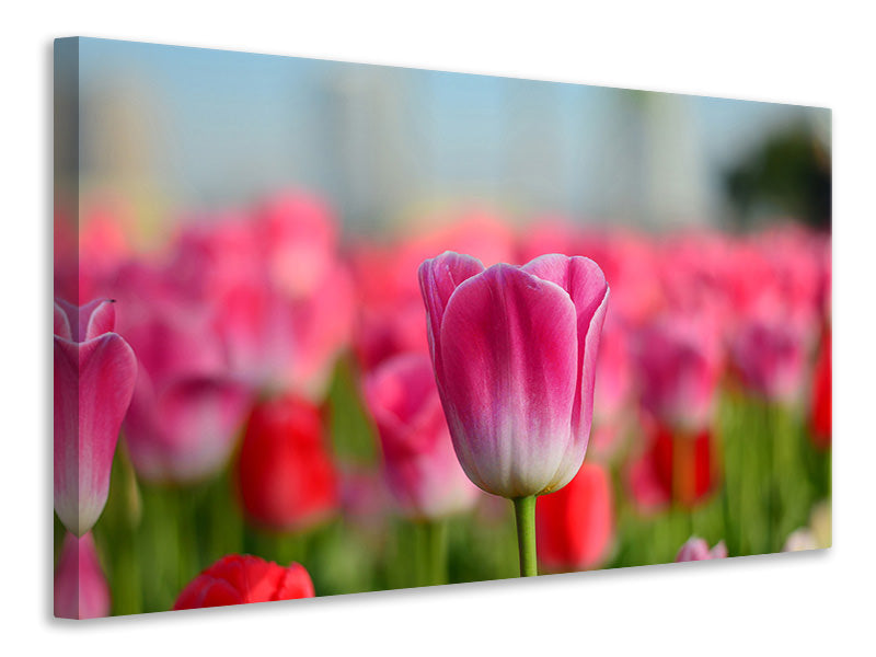 Leinwandbild Tulpenfeld in rosa-rot