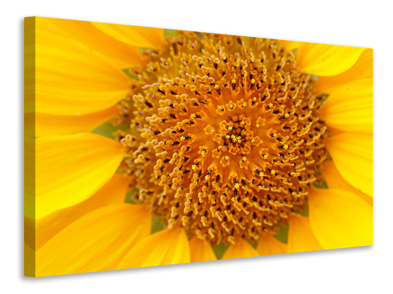 Leinwandbild Wunderschöne Knospen der Sonnenblume