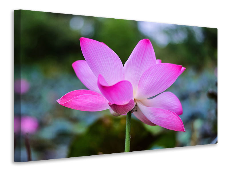 Leinwandbild Wunderschöne Lotus