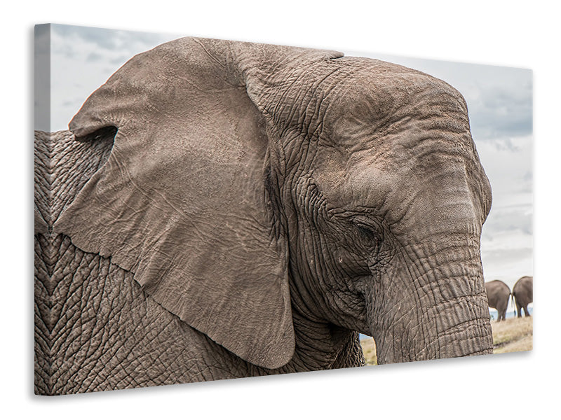 Leinwandbild XL Elefant