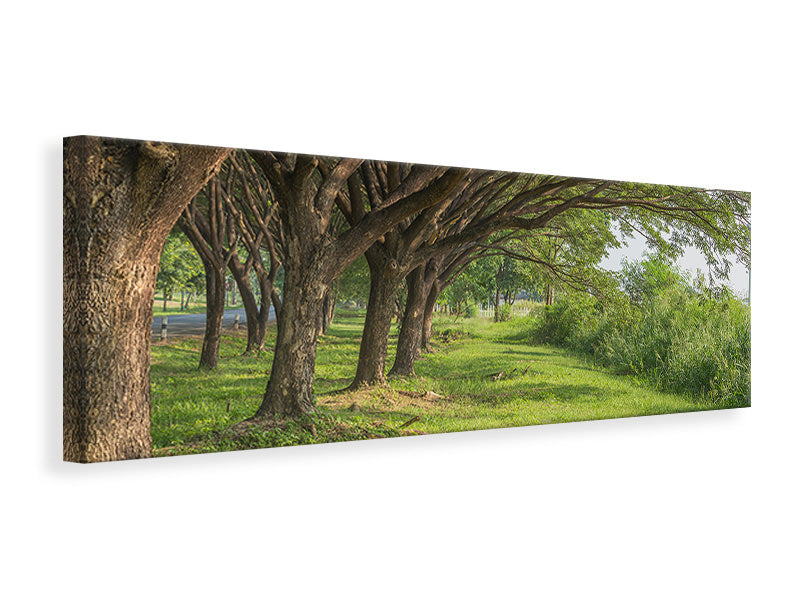 Leinwandbild Panorama Alter Baumbestand