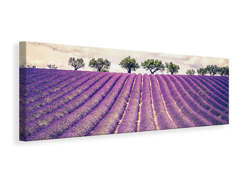 Leinwandbild Panorama Das Lavendelfeld