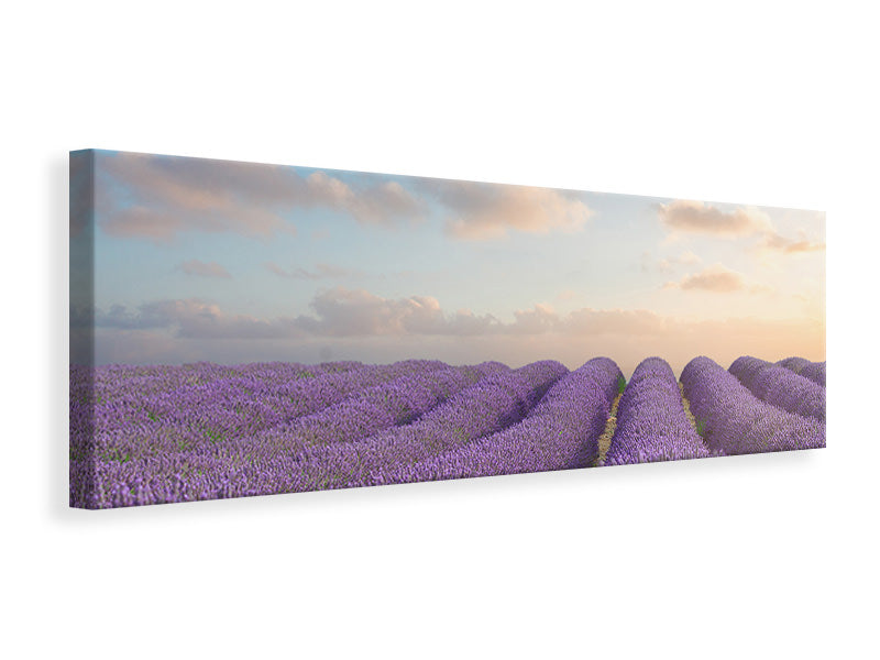 Leinwandbild Panorama Das blühende Lavendelfeld