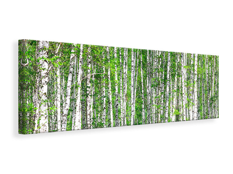 Leinwandbild Panorama Der Birkenwald