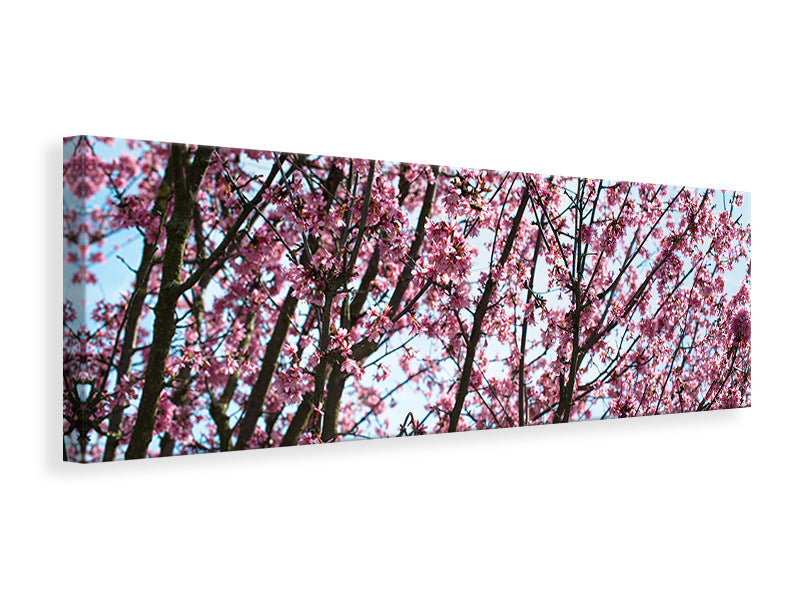 Leinwandbild Panorama Japanische Blütenkirsche